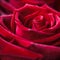 Beautiful red rose. Perfect background for a greeting card