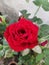 Beautiful red rose photography