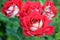 Beautiful red rose after rain in botanical garden. Gardening. Macro. Blured background with boke