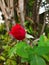 beautiful red rose ready to blossom