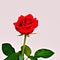 Beautiful Red Rose Rosaceae Rosoideae Rosa for Valentines Day