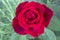 Beautiful red rose in spring garden