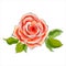 Beautiful red rose. Stylized watercolor illustrati