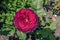 Beautiful red rose in the summer garden closeup. Hybrid tea roses