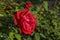 Beautiful red rose surrounded by greenery. Blooming flower on blurred green bokeh background.Close-up of the floret