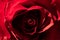 Beautiful red rose texture, romantic flower. Stylish, abstract background.
