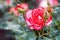 Beautiful red rose with unblown buds