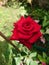 A beautiful red rose used to decorate homes, gardens and offices.