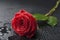 Beautiful red rose with water droplets over black