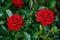 Beautiful red roses close-up on a dark green background. Rose grows on a bush in the summer