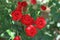 Beautiful red roses during flowering