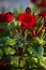 Beautiful red roses, with a fragrant smell, have green leaves and sharp ears on the stems