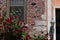 Beautiful Red Roses in front of an Urban Window on an Old Brick Apartment Building in Astoria Queens New York with a Light