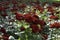 Beautiful red roses garden with more blured roses in background