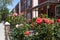 Beautiful Red Roses in a Garden with a Row of Old Brick Homes in Astoria Queens New York