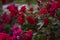 Beautiful red roses grow on the flower bed. The photo was taken in the evening light