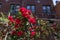 Beautiful Red Roses during Spring in a Residential Garden in Astoria Queens New York