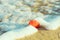 Beautiful red round sea shell on shore beach sand washed by foamy sea water in golden sunlight. Summer vacation travel wanderlust