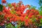 Beautiful red royal poinciana or flamboyant flower (Delonix regia). It is species of flowering plant in the bean family