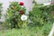 Beautiful red seeded dandelion in a home garden