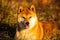 Beautiful red shiba inu dog lying on the grass in the forest at golden sunset