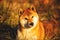 Beautiful red shiba inu dog lying on the grass in the forest at golden sunset