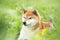 beautiful red shiba inu dog lying in the green grass in summer. Cute and adorable japanese red young female dog