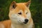 Beautiful red shiba inu. Japanese small size dog or japanese turf dog. Close-up portrait