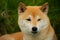 Beautiful red shiba inu. Japanese small size dog or japanese turf dog. Close-up portrait