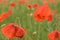 Beautiful red shining poppies after a thunderstorm. Rain drops on the flowers