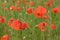 Beautiful red shining poppies after a thunderstorm. Rain drops on the flowers