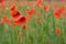 Beautiful red shining poppies after a thunderstorm. Rain drops on the flowers