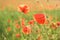 Beautiful red shining poppies after a thunderstorm. Rain drops on the flowers