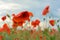 Beautiful red shining poppies after a thunderstorm. Rain drops on the flowers