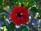 Beautiful red Shoeblackplant Hibiscus rosa-sinensis pretty flower