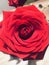 Beautiful red single big rose