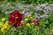 Beautiful red Snapdragons Plant flowers in green leaves garden with purple and yellow flowers at the background.