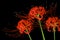 Beautiful red spider lily flowers, or Lycoris radiata, isolated on black background