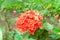 Beautiful red spike flower. King Ixora blooming (Ixora chinensis). Rubiaceae flowers.