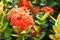 Beautiful red spike flower. King Ixora blooming (Ixora chinensis). Rubiaceae flowers. Ixora flower.