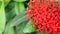 Beautiful Red spike flower. King Ixora blooming. Rubiaceae flower.Ixora flower. Ixora coccinea flower
