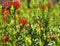 Beautiful Red spike flowers in the garden, select focus