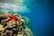 Beautiful red starfish on rock underwater