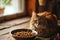 Beautiful red striped cat sitting by a bowl of dry kibble pet food at home