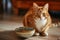 Beautiful red striped cat sitting by a bowl of dry kibble pet food at home