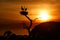 Beautiful red sunset in the brazilian Pantanal with jabiru nest on the background.