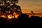 Beautiful red sunset in the brazilian Pantanal with jabiru nest on the background.