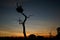 Beautiful red sunset in the brazilian Pantanal with jabiru nest on the background.