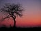 A beautiful red sunset at the Kruger National Park in South Africa