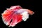 Beautiful of red tail siamese betta fighting fish
